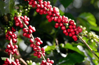 Chikmagalur Coffee Beans for Café: Choosing the Right Indian Origin