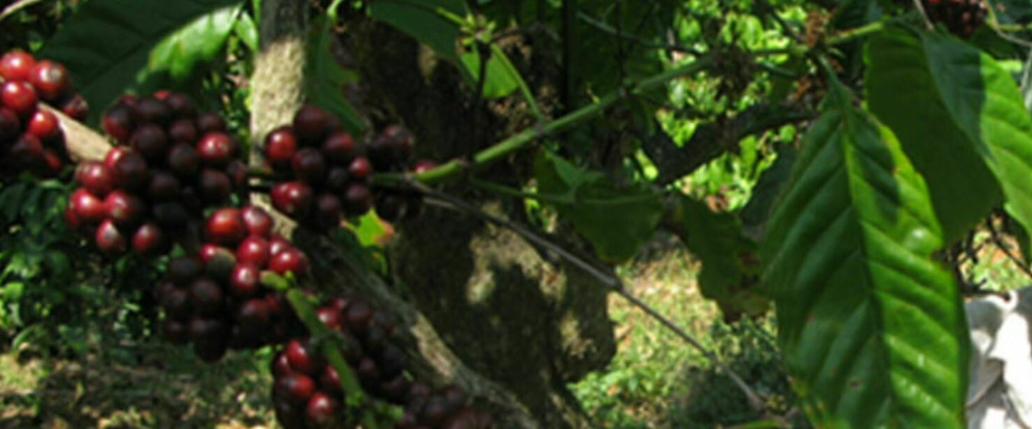 Ripe red coffee cherries growing on Erebor estate coffee plants in highland plantation
