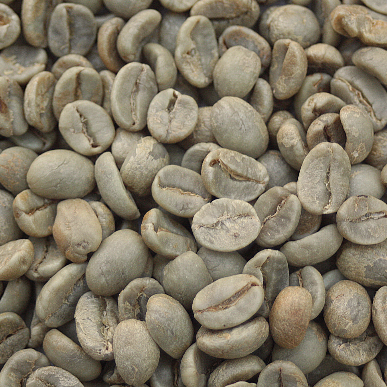 Close-up view of premium green coffee beans from Misty Mountain high-altitude estate
